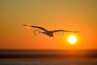 洛夫｜边界望乡——另一位台湾诗人对祖国深深的思念