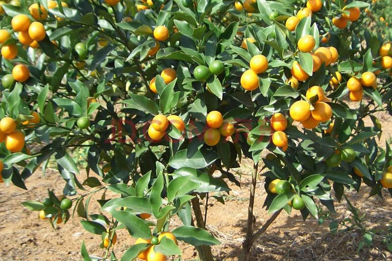 金钱桔的功效及作用(金桔子营养丰富,你知道它的功效和药用价值吗?