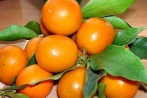 金桔子又名:金柑,夏橘,金枣,寿星柑,给客橙,金蛋,罗浮.