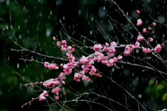 踏雪寻梅，裁一幅淡雅