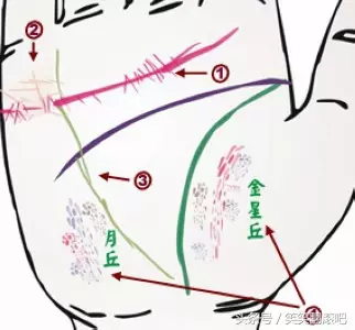 「健康」揭秘：从掌纹看你的身体是否健康