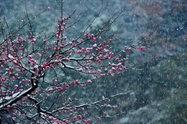 踏雪寻梅，裁一幅淡雅