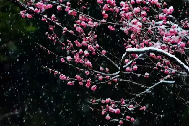 踏雪寻梅，裁一幅淡雅