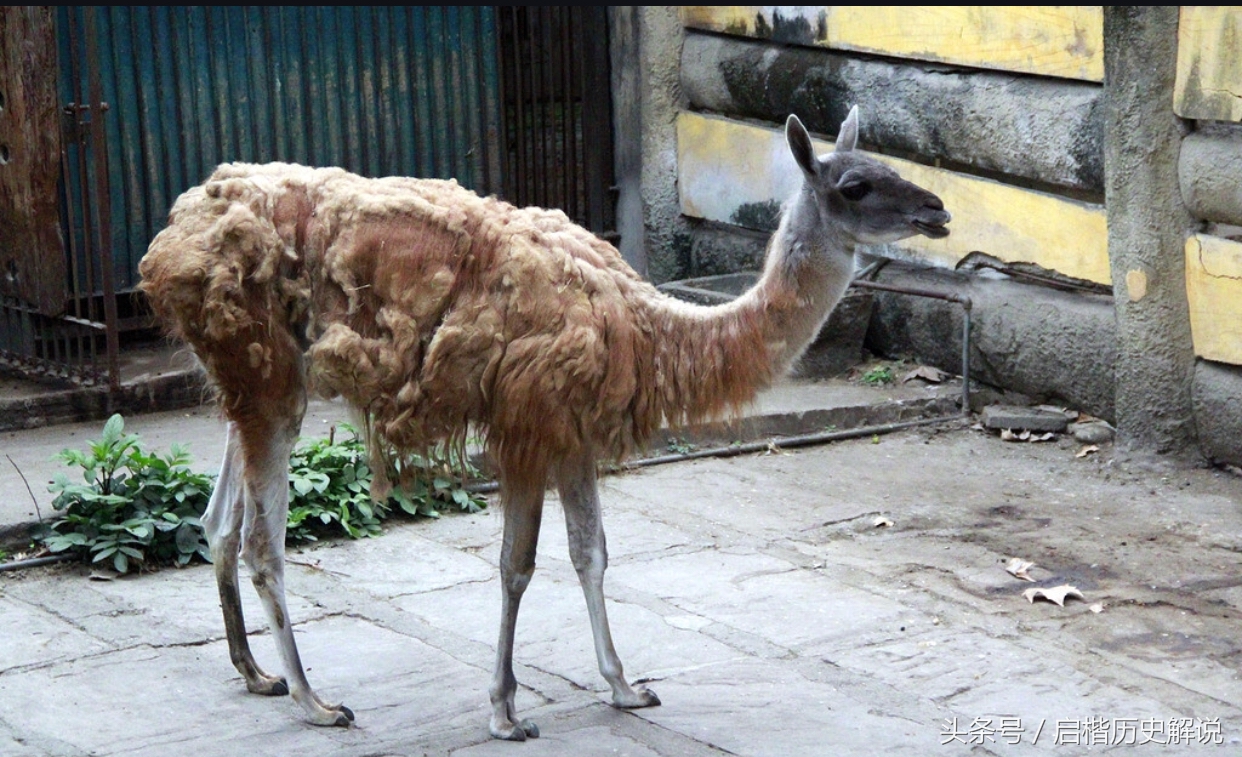 動物習性 遺傳以及相關變異知識解說 天天看點