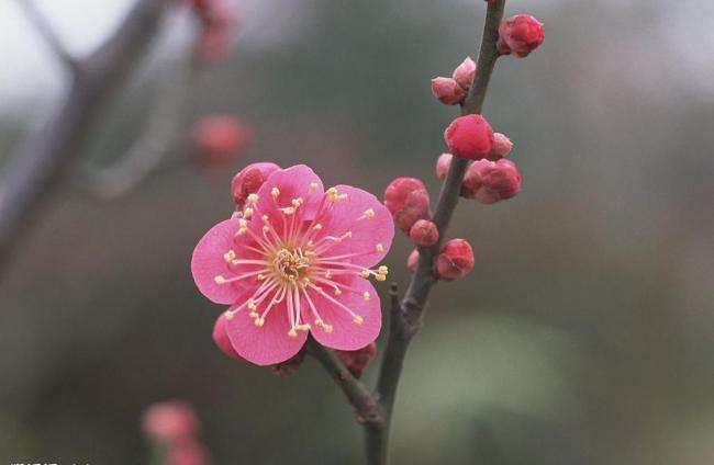中国十大名花：牡丹、梅花、菊花等古今闻名的花卉排行榜