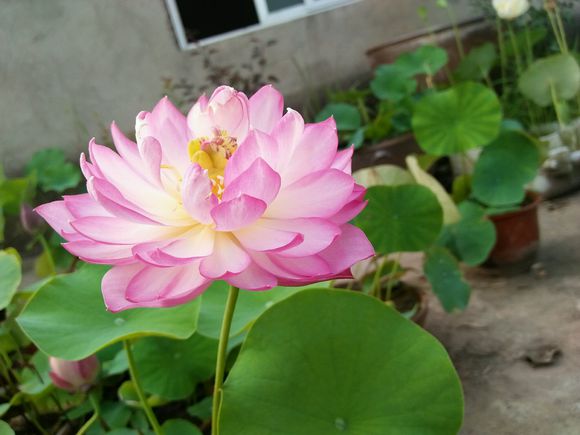 这中国十大名花闻名古今，你家有没有？