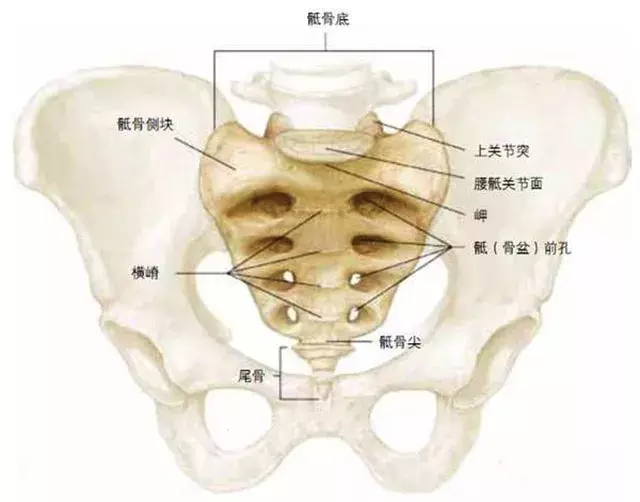 人类的尾巴也会痛!尾骨痛是怎么回事?怎么治?