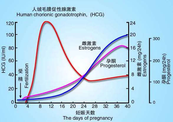 正确认识HCG、孕酮、宫外孕！祝孕妈妈都能顺利度过第一关！