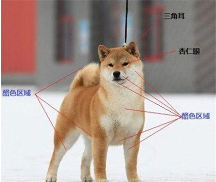 挑選柴犬的注意事項是什么？選購柴犬有妙招！