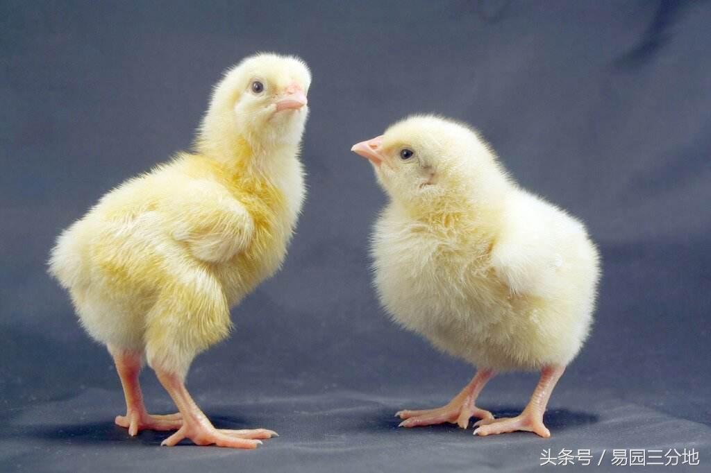 7月18日星座属鸡性格 7月18日出生的人性格 财运测试