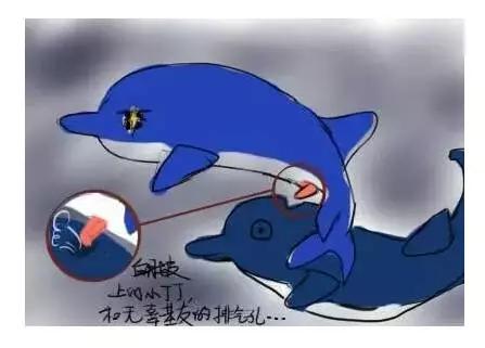 企鹅是一种很污的动物,企鹅有什么含义