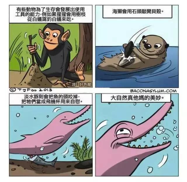 企鹅是一种很污的动物,企鹅有什么含义