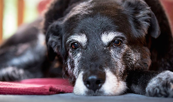 世界上最老的狗活了30岁，它走的时候很安详是寿终正寝