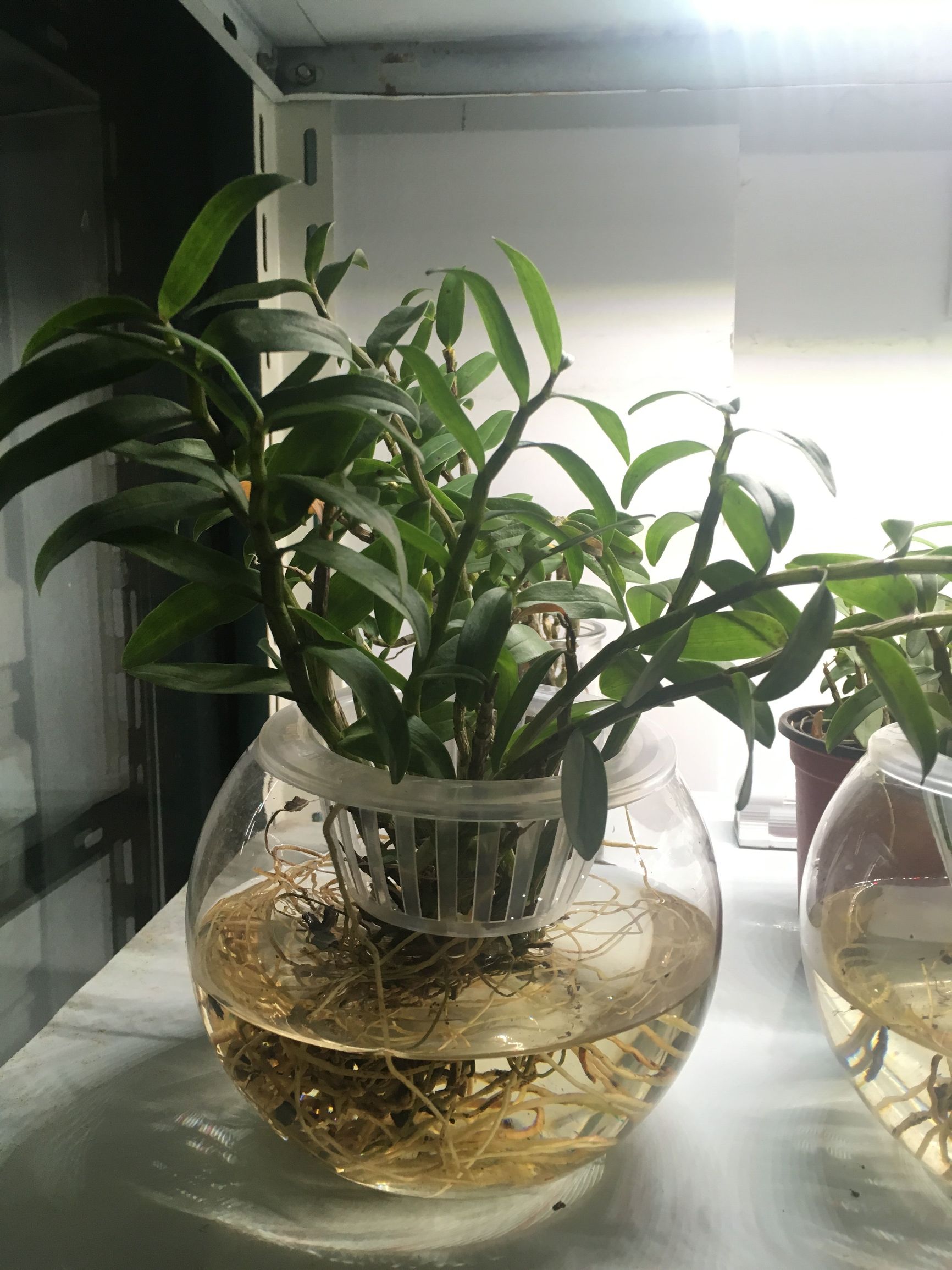 铁皮石斛水培机密大公开