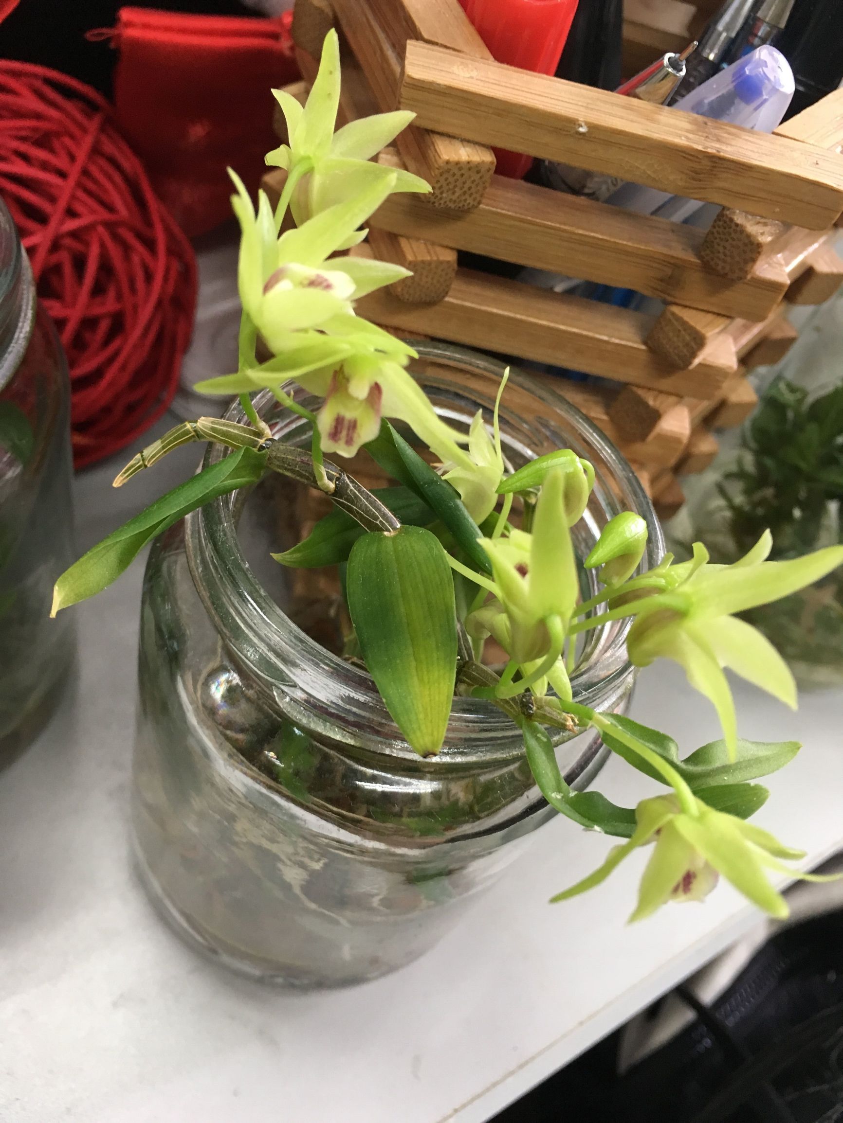 铁皮石斛水培机密大公开