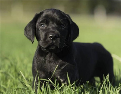 黑色拉布拉多犬价格行情如何？黑色拉布拉多犬怎么看品相？