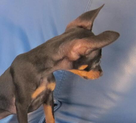 挑选小鹿犬有什么标准要求？挑选它需注意什么？