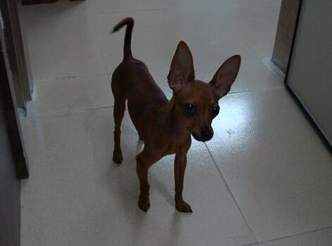 挑选小鹿犬有什么标准要求？挑选它需注意什么？