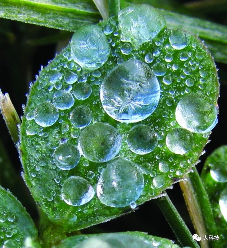 研究雷雨的科學家在光學顯微鏡下觀察過一滴水的結冰過程.