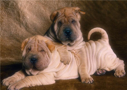 哪里有正宗沙皮狗崽卖