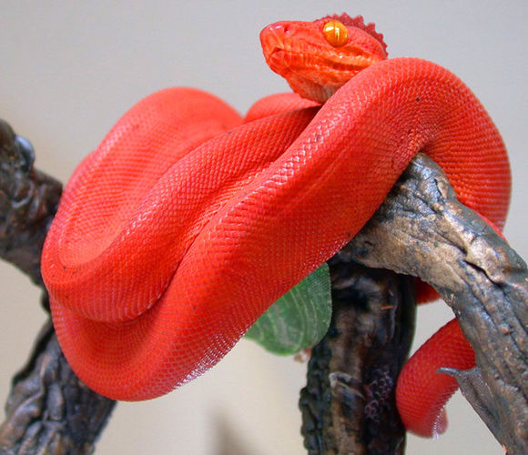 其他备注:人面臁:无法捕获来源蚰蜒龙:离开雪山之后完全退化为普通