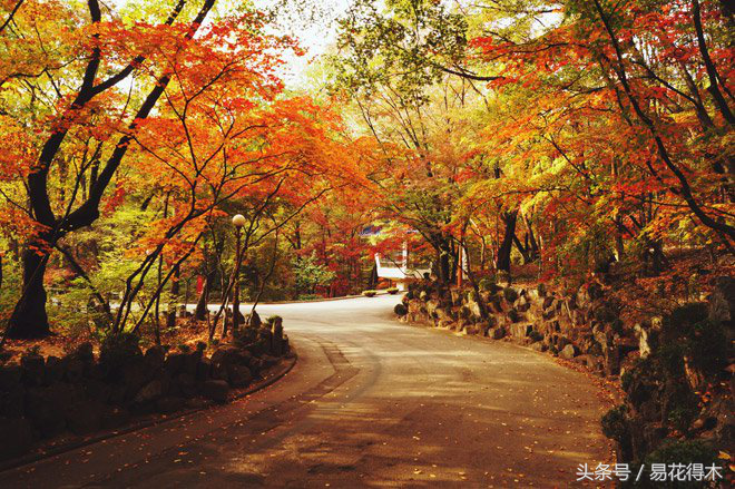 一日一花一诗：枫叶和《山行》