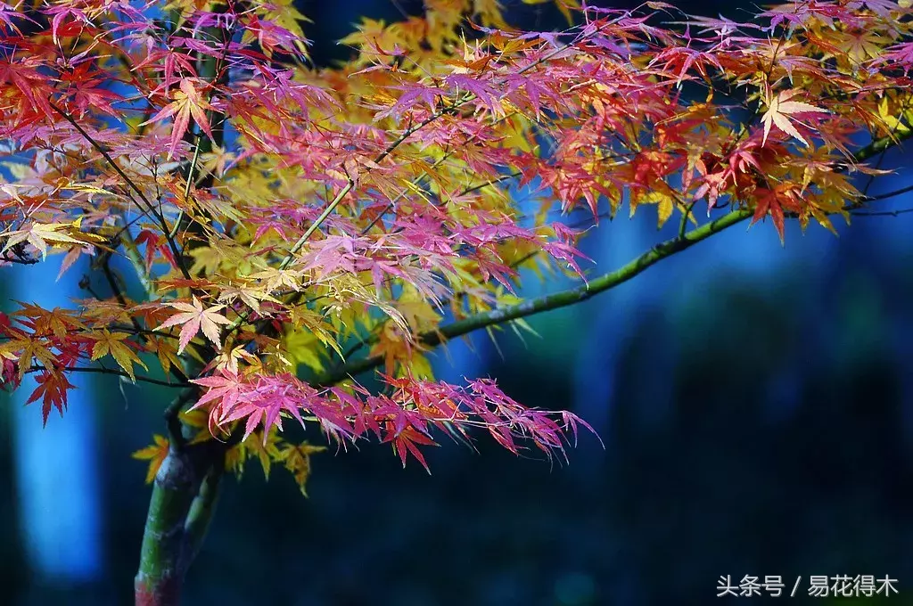 一日一花一诗：枫叶和《山行》