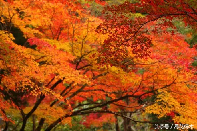 一日一花一诗：枫叶和《山行》