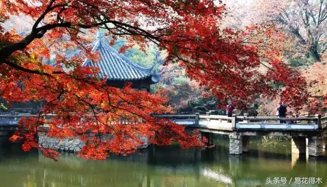 一日一花一诗：枫叶和《山行》