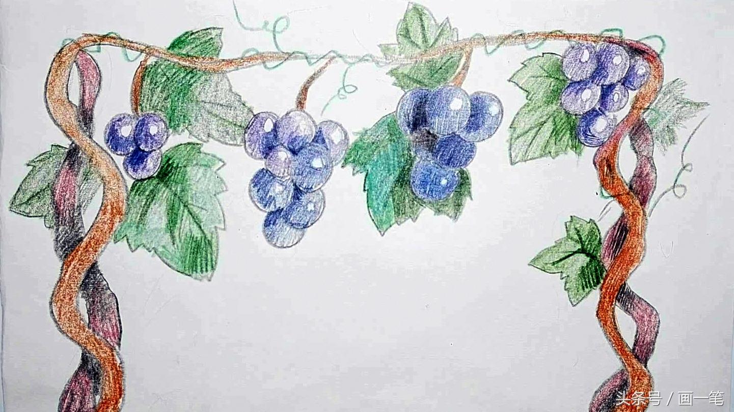 彩铅画:葡萄藤上果实累累