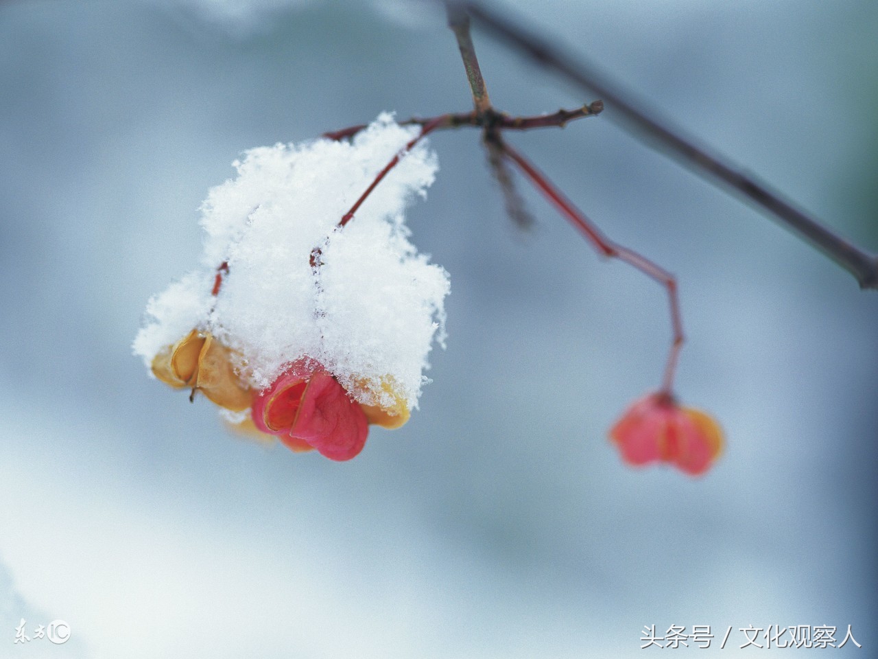 大雪封门好读诗：蔚为壮观一组各地诗友原创咏雪诗，有心人拿去用