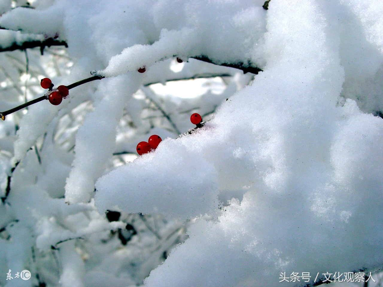 大雪封门好读诗：蔚为壮观一组各地诗友原创咏雪诗，有心人拿去用