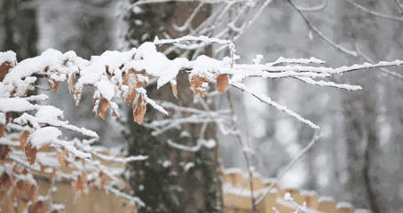 踏雪寻梅觅诗韵，门封大雪意更浓