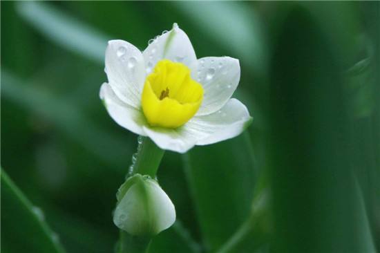 水仙花招财延寿小贴士