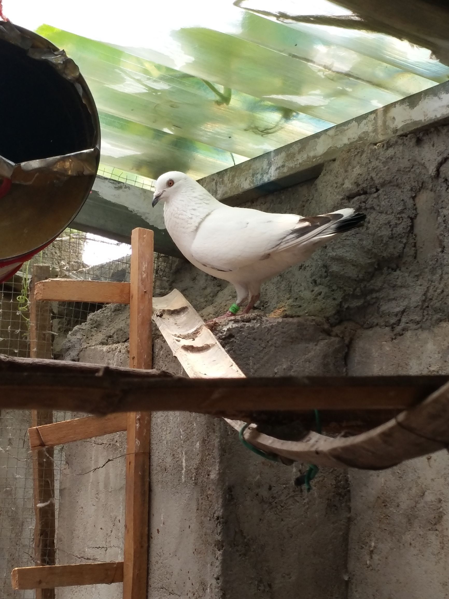 用这些物品做鸽巢,对鸽子健康非常不利