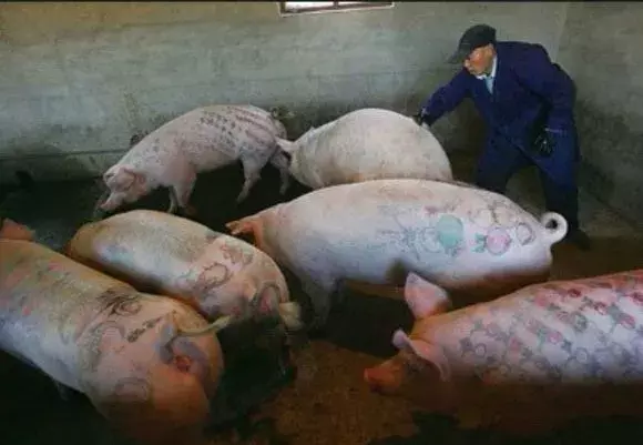 最疯狂昂贵的纹身，属于北京顺义区的一群猪