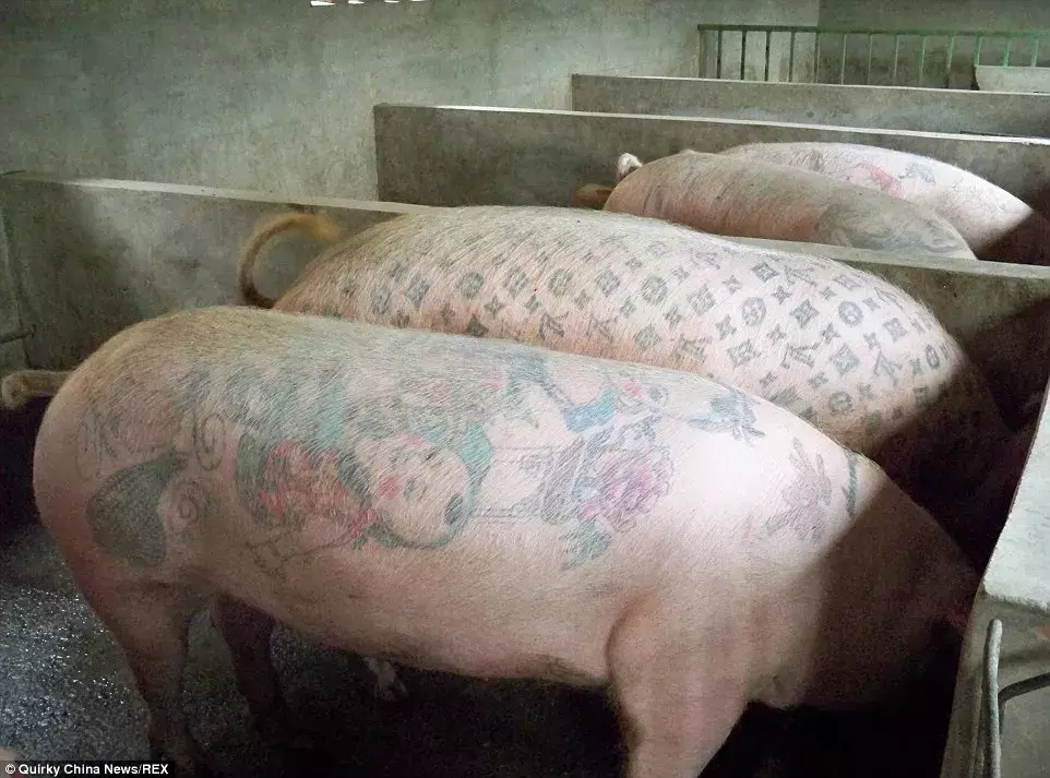 最疯狂昂贵的纹身，属于北京顺义区的一群猪