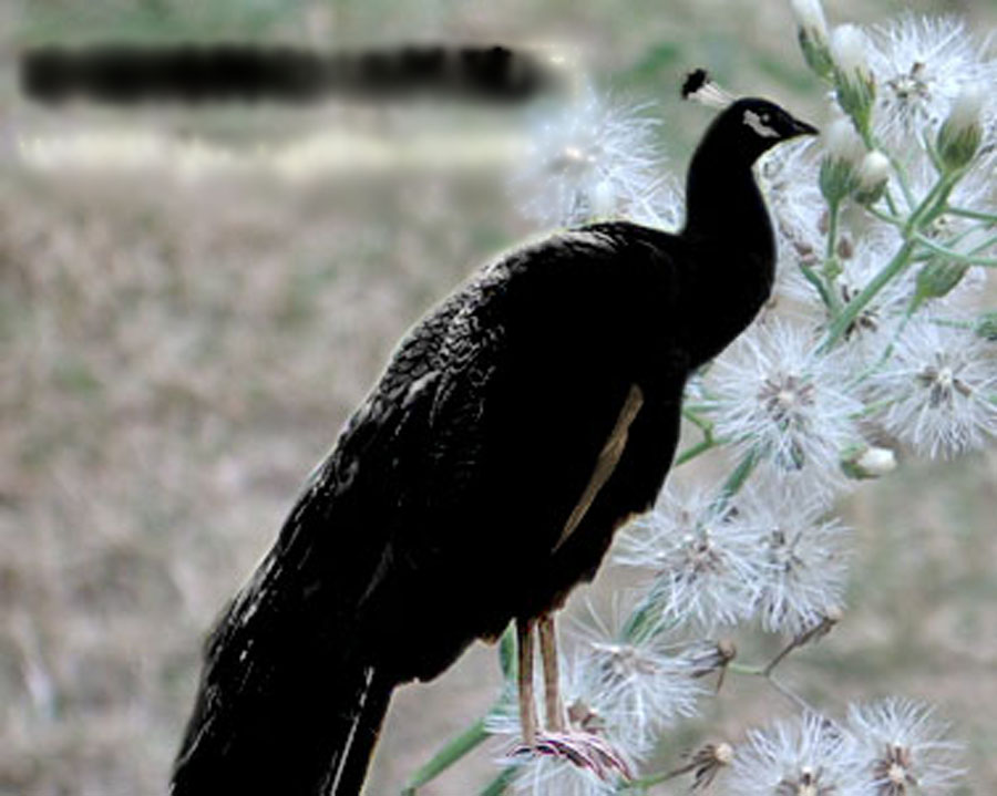 头顶有明显的冠羽簇,全身羽毛大部为黑色,脸部为白色,这一点与蓝孔雀