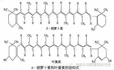 花为什么是五颜六色的呢？