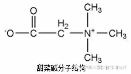 花为什么是五颜六色的呢？