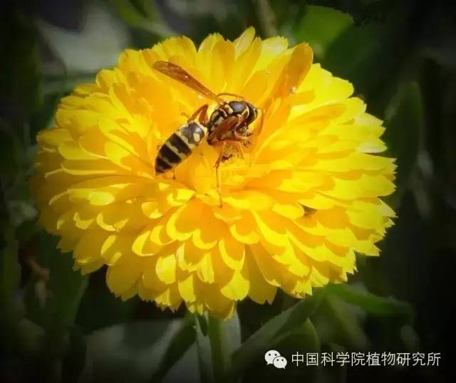 花为什么是五颜六色的呢？