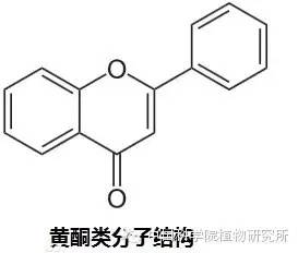 花为什么是五颜六色的呢？