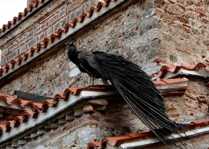 孔雀的颜色有哪些颜色(蓝绿白黑四种颜色的孔雀)