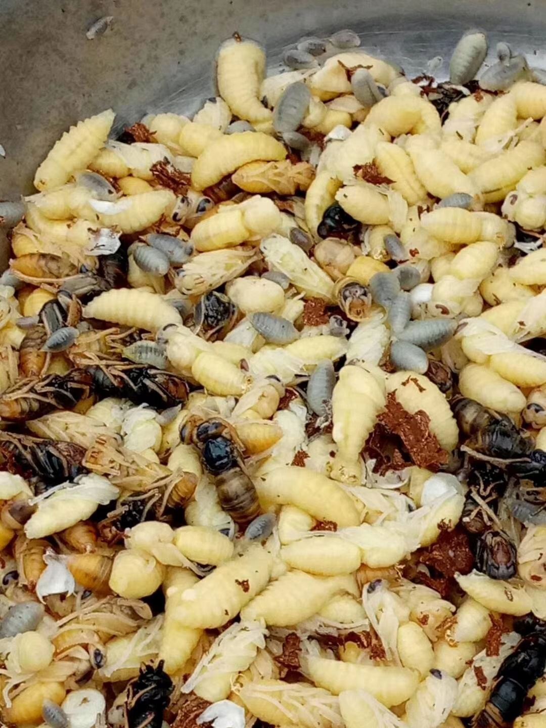 蜂蛹的营养价值