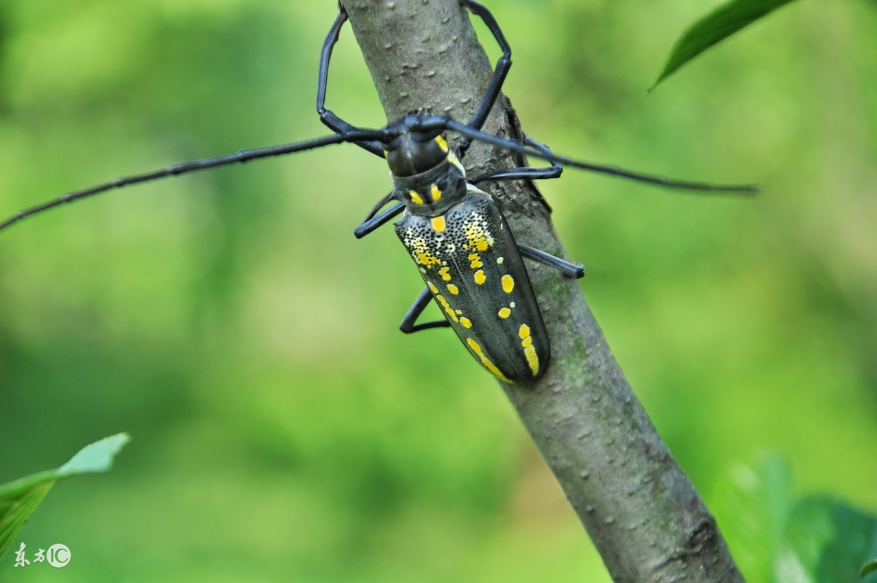 天牛幼虫多少钱一斤(天牛幼虫8000块钱一斤) - 价格百科