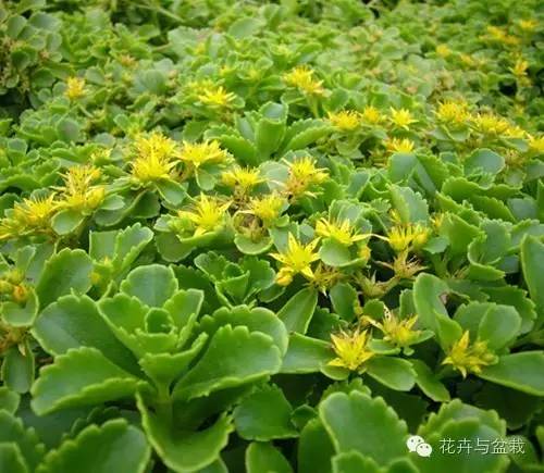 景天植物(我國常見的景天的植物,花園的最佳伴侶)