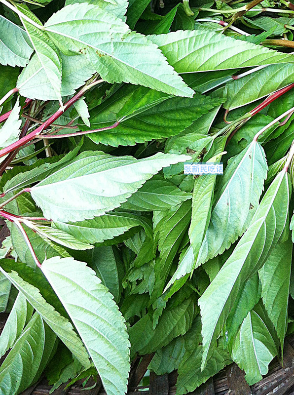 麻叶的功效与作用-我的快乐小窝