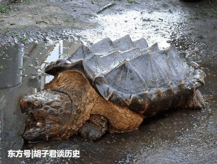 盘点在岸边表演发现的未知生物，一个怕长一个