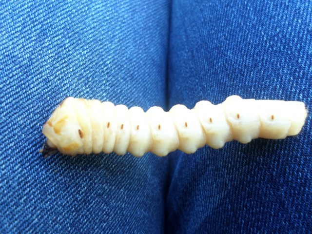 天牛幼虫8000块钱一斤,网友说:明天我回农村 就去买把油锯上山