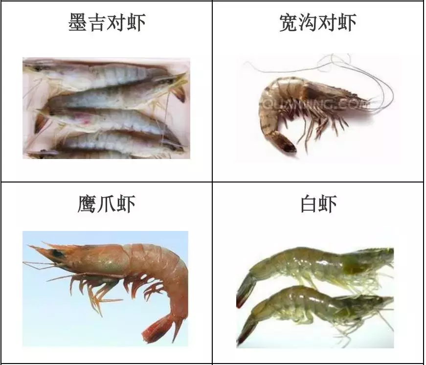 种类繁多的水产品你都见过吗？带你认识水产品——海产品（一）